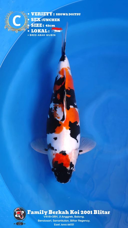 Lelang Koi Online, Jual Beli Ikan Koi, Pusat Jual Beli Koi, Info Lelang Koi Hari Ini, Platform Jual Beli Koi, Jual Beli Ikan Koi Online, Marketplace Ikan Koi, Jual Koi Terbaik, Tempat Beli Koi Berkualitas, Pasar Ikan Koi Online Terpercaya, Penjual Ikan Koi Terpercaya, Beli Koi Hias Online, Ikan Koi untuk Dijual, Koi Kualitas Terbaik, Toko Online Ikan Koi, Koi Hias Untuk Dijual, Jual Beli Ikan Koi Lokal, Koi Indonesia Online, Pusat Jual Beli Koi Terbesar