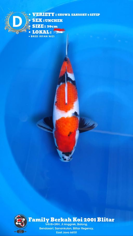 Lelang Koi Online, Jual Beli Ikan Koi, Pusat Jual Beli Koi, Info Lelang Koi Hari Ini, Platform Jual Beli Koi, Jual Beli Ikan Koi Online, Marketplace Ikan Koi, Jual Koi Terbaik, Tempat Beli Koi Berkualitas, Pasar Ikan Koi Online Terpercaya, Penjual Ikan Koi Terpercaya, Beli Koi Hias Online, Ikan Koi untuk Dijual, Koi Kualitas Terbaik, Toko Online Ikan Koi, Koi Hias Untuk Dijual, Jual Beli Ikan Koi Lokal, Koi Indonesia Online, Pusat Jual Beli Koi Terbesar
