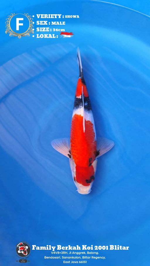 Lelang Koi Online, Jual Beli Ikan Koi, Pusat Jual Beli Koi, Info Lelang Koi Hari Ini, Platform Jual Beli Koi, Jual Beli Ikan Koi Online, Marketplace Ikan Koi, Jual Koi Terbaik, Tempat Beli Koi Berkualitas, Pasar Ikan Koi Online Terpercaya, Penjual Ikan Koi Terpercaya, Beli Koi Hias Online, Ikan Koi untuk Dijual, Koi Kualitas Terbaik, Toko Online Ikan Koi, Koi Hias Untuk Dijual, Jual Beli Ikan Koi Lokal, Koi Indonesia Online, Pusat Jual Beli Koi Terbesar