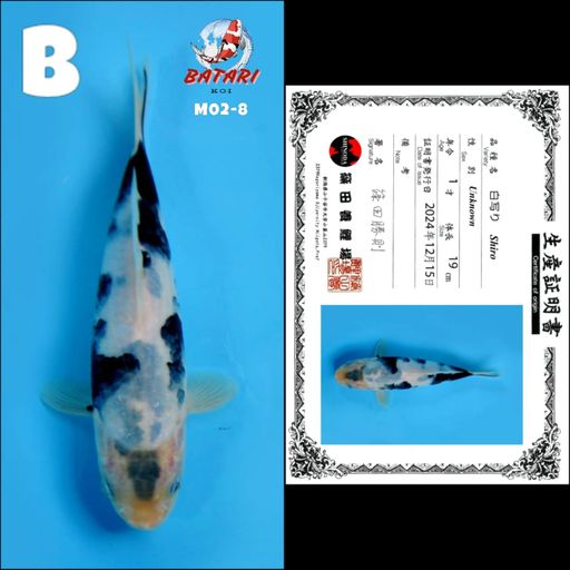 Lelang Koi Online, Jual Beli Ikan Koi, Pusat Jual Beli Koi, Info Lelang Koi Hari Ini, Platform Jual Beli Koi, Jual Beli Ikan Koi Online, Marketplace Ikan Koi, Jual Koi Terbaik, Tempat Beli Koi Berkualitas, Pasar Ikan Koi Online Terpercaya, Penjual Ikan Koi Terpercaya, Beli Koi Hias Online, Ikan Koi untuk Dijual, Koi Kualitas Terbaik, Toko Online Ikan Koi, Koi Hias Untuk Dijual, Jual Beli Ikan Koi Lokal, Koi Indonesia Online, Pusat Jual Beli Koi Terbesar