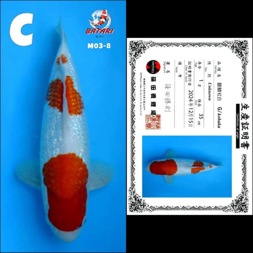 Lelang Koi Online, Jual Beli Ikan Koi, Pusat Jual Beli Koi, Info Lelang Koi Hari Ini, Platform Jual Beli Koi, Jual Beli Ikan Koi Online, Marketplace Ikan Koi, Jual Koi Terbaik, Tempat Beli Koi Berkualitas, Pasar Ikan Koi Online Terpercaya, Penjual Ikan Koi Terpercaya, Beli Koi Hias Online, Ikan Koi untuk Dijual, Koi Kualitas Terbaik, Toko Online Ikan Koi, Koi Hias Untuk Dijual, Jual Beli Ikan Koi Lokal, Koi Indonesia Online, Pusat Jual Beli Koi Terbesar