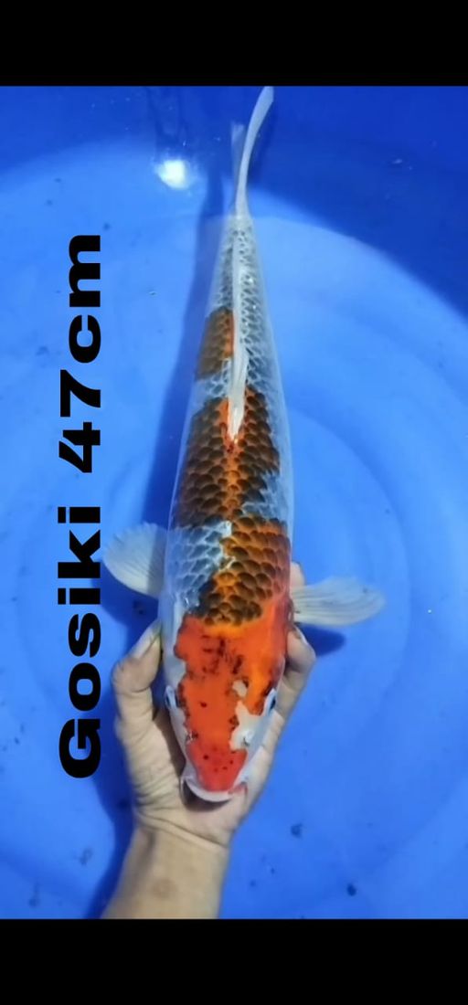 Lelang Koi Online, Jual Beli Ikan Koi, Pusat Jual Beli Koi, Info Lelang Koi Hari Ini, Platform Jual Beli Koi, Jual Beli Ikan Koi Online, Marketplace Ikan Koi, Jual Koi Terbaik, Tempat Beli Koi Berkualitas, Pasar Ikan Koi Online Terpercaya, Penjual Ikan Koi Terpercaya, Beli Koi Hias Online, Ikan Koi untuk Dijual, Koi Kualitas Terbaik, Toko Online Ikan Koi, Koi Hias Untuk Dijual, Jual Beli Ikan Koi Lokal, Koi Indonesia Online, Pusat Jual Beli Koi Terbesar