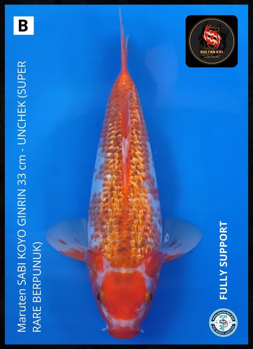 Lelang Koi Online, Jual Beli Ikan Koi, Pusat Jual Beli Koi, Info Lelang Koi Hari Ini, Platform Jual Beli Koi, Jual Beli Ikan Koi Online, Marketplace Ikan Koi, Jual Koi Terbaik, Tempat Beli Koi Berkualitas, Pasar Ikan Koi Online Terpercaya, Penjual Ikan Koi Terpercaya, Beli Koi Hias Online, Ikan Koi untuk Dijual, Koi Kualitas Terbaik, Toko Online Ikan Koi, Koi Hias Untuk Dijual, Jual Beli Ikan Koi Lokal, Koi Indonesia Online, Pusat Jual Beli Koi Terbesar