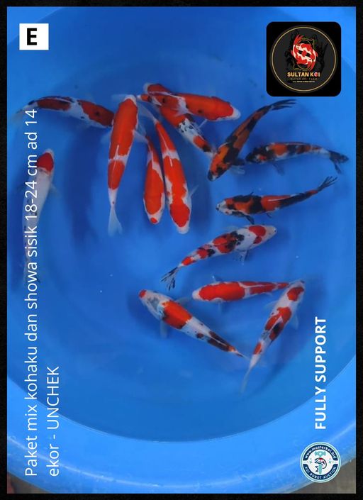 Lelang Koi Online, Jual Beli Ikan Koi, Pusat Jual Beli Koi, Info Lelang Koi Hari Ini, Platform Jual Beli Koi, Jual Beli Ikan Koi Online, Marketplace Ikan Koi, Jual Koi Terbaik, Tempat Beli Koi Berkualitas, Pasar Ikan Koi Online Terpercaya, Penjual Ikan Koi Terpercaya, Beli Koi Hias Online, Ikan Koi untuk Dijual, Koi Kualitas Terbaik, Toko Online Ikan Koi, Koi Hias Untuk Dijual, Jual Beli Ikan Koi Lokal, Koi Indonesia Online, Pusat Jual Beli Koi Terbesar