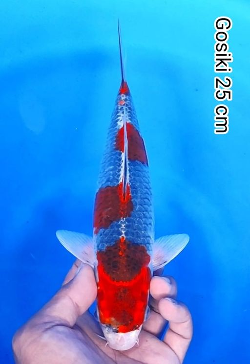Lelang Koi Online, Jual Beli Ikan Koi, Pusat Jual Beli Koi, Info Lelang Koi Hari Ini, Platform Jual Beli Koi, Jual Beli Ikan Koi Online, Marketplace Ikan Koi, Jual Koi Terbaik, Tempat Beli Koi Berkualitas, Pasar Ikan Koi Online Terpercaya, Penjual Ikan Koi Terpercaya, Beli Koi Hias Online, Ikan Koi untuk Dijual, Koi Kualitas Terbaik, Toko Online Ikan Koi, Koi Hias Untuk Dijual, Jual Beli Ikan Koi Lokal, Koi Indonesia Online, Pusat Jual Beli Koi Terbesar