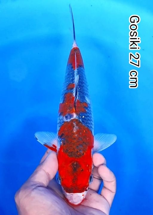 Lelang Koi Online, Jual Beli Ikan Koi, Pusat Jual Beli Koi, Info Lelang Koi Hari Ini, Platform Jual Beli Koi, Jual Beli Ikan Koi Online, Marketplace Ikan Koi, Jual Koi Terbaik, Tempat Beli Koi Berkualitas, Pasar Ikan Koi Online Terpercaya, Penjual Ikan Koi Terpercaya, Beli Koi Hias Online, Ikan Koi untuk Dijual, Koi Kualitas Terbaik, Toko Online Ikan Koi, Koi Hias Untuk Dijual, Jual Beli Ikan Koi Lokal, Koi Indonesia Online, Pusat Jual Beli Koi Terbesar