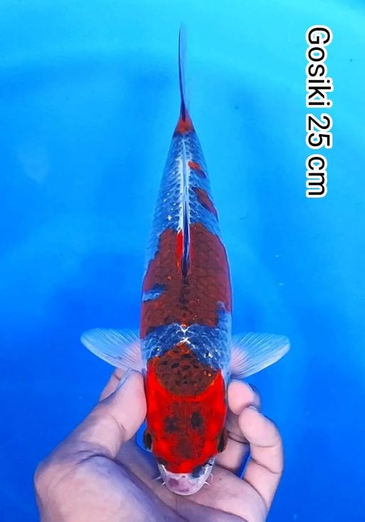 Lelang Koi Online, Jual Beli Ikan Koi, Pusat Jual Beli Koi, Info Lelang Koi Hari Ini, Platform Jual Beli Koi, Jual Beli Ikan Koi Online, Marketplace Ikan Koi, Jual Koi Terbaik, Tempat Beli Koi Berkualitas, Pasar Ikan Koi Online Terpercaya, Penjual Ikan Koi Terpercaya, Beli Koi Hias Online, Ikan Koi untuk Dijual, Koi Kualitas Terbaik, Toko Online Ikan Koi, Koi Hias Untuk Dijual, Jual Beli Ikan Koi Lokal, Koi Indonesia Online, Pusat Jual Beli Koi Terbesar