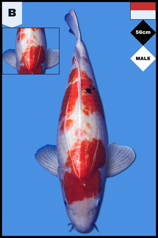 Lelang Koi Online, Jual Beli Ikan Koi, Pusat Jual Beli Koi, Info Lelang Koi Hari Ini, Platform Jual Beli Koi, Jual Beli Ikan Koi Online, Marketplace Ikan Koi, Jual Koi Terbaik, Tempat Beli Koi Berkualitas, Pasar Ikan Koi Online Terpercaya, Penjual Ikan Koi Terpercaya, Beli Koi Hias Online, Ikan Koi untuk Dijual, Koi Kualitas Terbaik, Toko Online Ikan Koi, Koi Hias Untuk Dijual, Jual Beli Ikan Koi Lokal, Koi Indonesia Online, Pusat Jual Beli Koi Terbesar