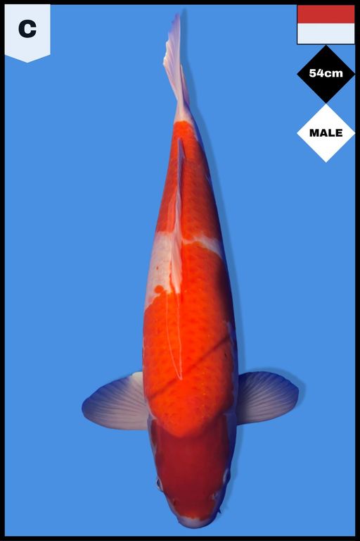 Lelang Koi Online, Jual Beli Ikan Koi, Pusat Jual Beli Koi, Info Lelang Koi Hari Ini, Platform Jual Beli Koi, Jual Beli Ikan Koi Online, Marketplace Ikan Koi, Jual Koi Terbaik, Tempat Beli Koi Berkualitas, Pasar Ikan Koi Online Terpercaya, Penjual Ikan Koi Terpercaya, Beli Koi Hias Online, Ikan Koi untuk Dijual, Koi Kualitas Terbaik, Toko Online Ikan Koi, Koi Hias Untuk Dijual, Jual Beli Ikan Koi Lokal, Koi Indonesia Online, Pusat Jual Beli Koi Terbesar