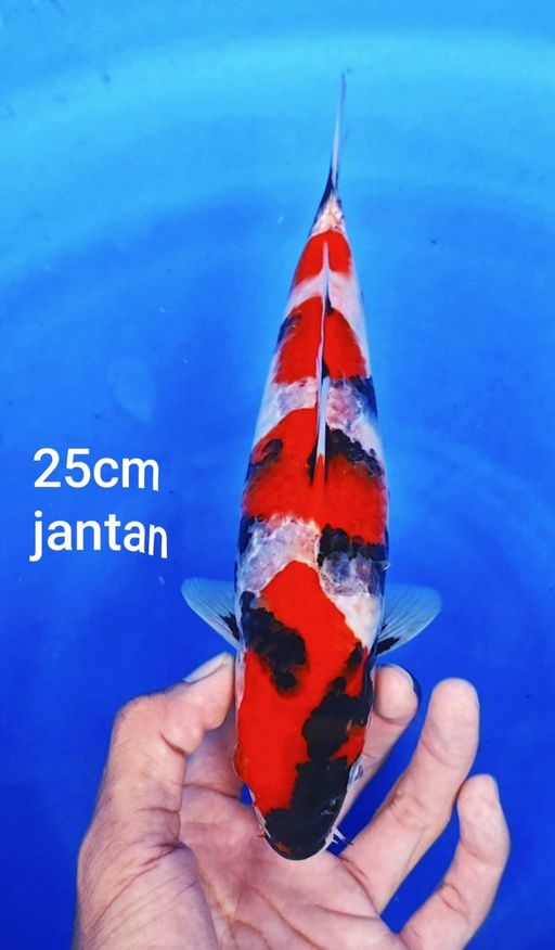 Lelang Koi Online, Jual Beli Ikan Koi, Pusat Jual Beli Koi, Info Lelang Koi Hari Ini, Platform Jual Beli Koi, Jual Beli Ikan Koi Online, Marketplace Ikan Koi, Jual Koi Terbaik, Tempat Beli Koi Berkualitas, Pasar Ikan Koi Online Terpercaya, Penjual Ikan Koi Terpercaya, Beli Koi Hias Online, Ikan Koi untuk Dijual, Koi Kualitas Terbaik, Toko Online Ikan Koi, Koi Hias Untuk Dijual, Jual Beli Ikan Koi Lokal, Koi Indonesia Online, Pusat Jual Beli Koi Terbesar
