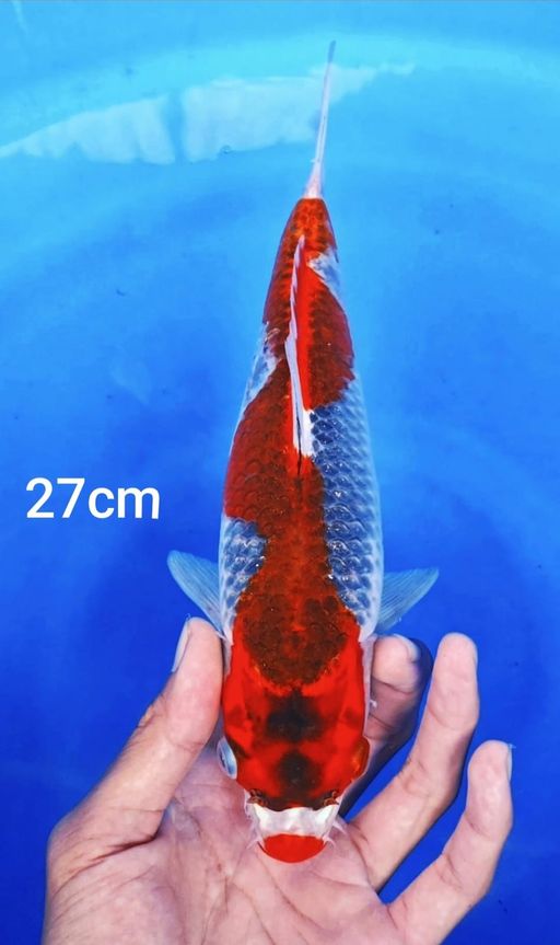 Lelang Koi Online, Jual Beli Ikan Koi, Pusat Jual Beli Koi, Info Lelang Koi Hari Ini, Platform Jual Beli Koi, Jual Beli Ikan Koi Online, Marketplace Ikan Koi, Jual Koi Terbaik, Tempat Beli Koi Berkualitas, Pasar Ikan Koi Online Terpercaya, Penjual Ikan Koi Terpercaya, Beli Koi Hias Online, Ikan Koi untuk Dijual, Koi Kualitas Terbaik, Toko Online Ikan Koi, Koi Hias Untuk Dijual, Jual Beli Ikan Koi Lokal, Koi Indonesia Online, Pusat Jual Beli Koi Terbesar