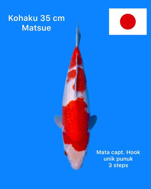 Lelang Koi Online, Jual Beli Ikan Koi, Pusat Jual Beli Koi, Info Lelang Koi Hari Ini, Platform Jual Beli Koi, Jual Beli Ikan Koi Online, Marketplace Ikan Koi, Jual Koi Terbaik, Tempat Beli Koi Berkualitas, Pasar Ikan Koi Online Terpercaya, Penjual Ikan Koi Terpercaya, Beli Koi Hias Online, Ikan Koi untuk Dijual, Koi Kualitas Terbaik, Toko Online Ikan Koi, Koi Hias Untuk Dijual, Jual Beli Ikan Koi Lokal, Koi Indonesia Online, Pusat Jual Beli Koi Terbesar