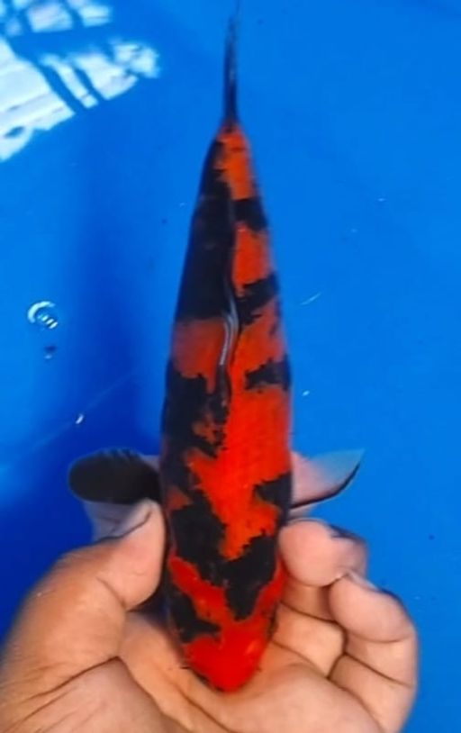 Lelang Koi Online, Jual Beli Ikan Koi, Pusat Jual Beli Koi, Info Lelang Koi Hari Ini, Platform Jual Beli Koi, Jual Beli Ikan Koi Online, Marketplace Ikan Koi, Jual Koi Terbaik, Tempat Beli Koi Berkualitas, Pasar Ikan Koi Online Terpercaya, Penjual Ikan Koi Terpercaya, Beli Koi Hias Online, Ikan Koi untuk Dijual, Koi Kualitas Terbaik, Toko Online Ikan Koi, Koi Hias Untuk Dijual, Jual Beli Ikan Koi Lokal, Koi Indonesia Online, Pusat Jual Beli Koi Terbesar
