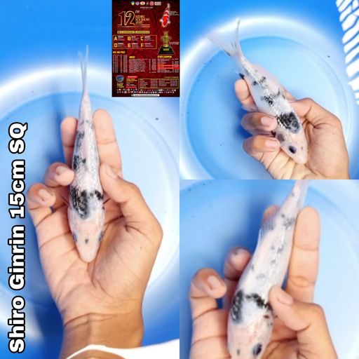 Lelang Koi Online, Jual Beli Ikan Koi, Pusat Jual Beli Koi, Info Lelang Koi Hari Ini, Platform Jual Beli Koi, Jual Beli Ikan Koi Online, Marketplace Ikan Koi, Jual Koi Terbaik, Tempat Beli Koi Berkualitas, Pasar Ikan Koi Online Terpercaya, Penjual Ikan Koi Terpercaya, Beli Koi Hias Online, Ikan Koi untuk Dijual, Koi Kualitas Terbaik, Toko Online Ikan Koi, Koi Hias Untuk Dijual, Jual Beli Ikan Koi Lokal, Koi Indonesia Online, Pusat Jual Beli Koi Terbesar