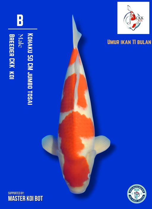 Lelang Koi Online, Jual Beli Ikan Koi, Pusat Jual Beli Koi, Info Lelang Koi Hari Ini, Platform Jual Beli Koi, Jual Beli Ikan Koi Online, Marketplace Ikan Koi, Jual Koi Terbaik, Tempat Beli Koi Berkualitas, Pasar Ikan Koi Online Terpercaya, Penjual Ikan Koi Terpercaya, Beli Koi Hias Online, Ikan Koi untuk Dijual, Koi Kualitas Terbaik, Toko Online Ikan Koi, Koi Hias Untuk Dijual, Jual Beli Ikan Koi Lokal, Koi Indonesia Online, Pusat Jual Beli Koi Terbesar