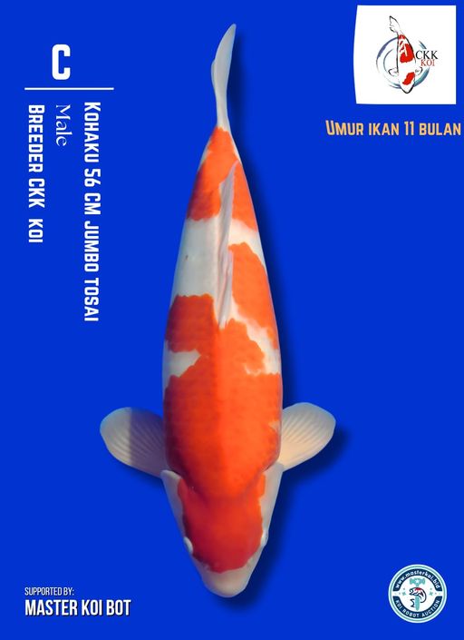 Lelang Koi Online, Jual Beli Ikan Koi, Pusat Jual Beli Koi, Info Lelang Koi Hari Ini, Platform Jual Beli Koi, Jual Beli Ikan Koi Online, Marketplace Ikan Koi, Jual Koi Terbaik, Tempat Beli Koi Berkualitas, Pasar Ikan Koi Online Terpercaya, Penjual Ikan Koi Terpercaya, Beli Koi Hias Online, Ikan Koi untuk Dijual, Koi Kualitas Terbaik, Toko Online Ikan Koi, Koi Hias Untuk Dijual, Jual Beli Ikan Koi Lokal, Koi Indonesia Online, Pusat Jual Beli Koi Terbesar