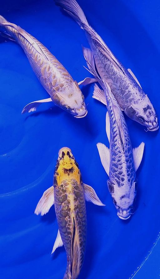 Lelang Koi Online, Jual Beli Ikan Koi, Pusat Jual Beli Koi, Info Lelang Koi Hari Ini, Platform Jual Beli Koi, Jual Beli Ikan Koi Online, Marketplace Ikan Koi, Jual Koi Terbaik, Tempat Beli Koi Berkualitas, Pasar Ikan Koi Online Terpercaya, Penjual Ikan Koi Terpercaya, Beli Koi Hias Online, Ikan Koi untuk Dijual, Koi Kualitas Terbaik, Toko Online Ikan Koi, Koi Hias Untuk Dijual, Jual Beli Ikan Koi Lokal, Koi Indonesia Online, Pusat Jual Beli Koi Terbesar