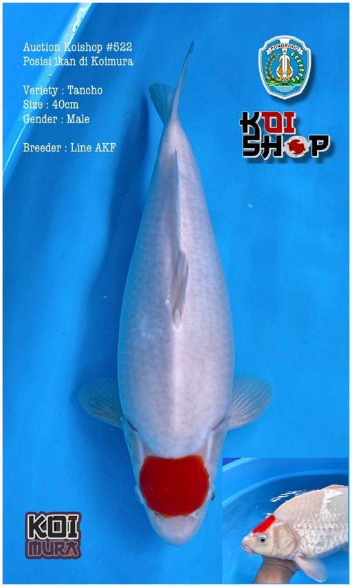 Lelang Koi Online, Jual Beli Ikan Koi, Pusat Jual Beli Koi, Info Lelang Koi Hari Ini, Platform Jual Beli Koi, Jual Beli Ikan Koi Online, Marketplace Ikan Koi, Jual Koi Terbaik, Tempat Beli Koi Berkualitas, Pasar Ikan Koi Online Terpercaya, Penjual Ikan Koi Terpercaya, Beli Koi Hias Online, Ikan Koi untuk Dijual, Koi Kualitas Terbaik, Toko Online Ikan Koi, Koi Hias Untuk Dijual, Jual Beli Ikan Koi Lokal, Koi Indonesia Online, Pusat Jual Beli Koi Terbesar