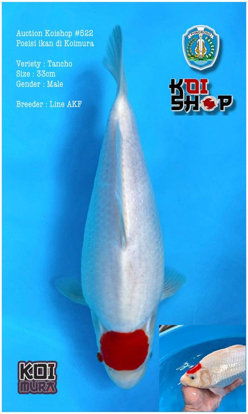 Lelang Koi Online, Jual Beli Ikan Koi, Pusat Jual Beli Koi, Info Lelang Koi Hari Ini, Platform Jual Beli Koi, Jual Beli Ikan Koi Online, Marketplace Ikan Koi, Jual Koi Terbaik, Tempat Beli Koi Berkualitas, Pasar Ikan Koi Online Terpercaya, Penjual Ikan Koi Terpercaya, Beli Koi Hias Online, Ikan Koi untuk Dijual, Koi Kualitas Terbaik, Toko Online Ikan Koi, Koi Hias Untuk Dijual, Jual Beli Ikan Koi Lokal, Koi Indonesia Online, Pusat Jual Beli Koi Terbesar