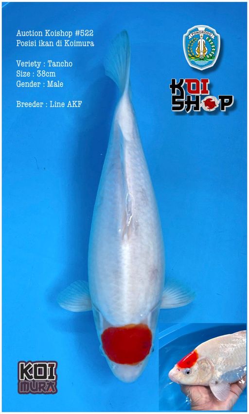 Lelang Koi Online, Jual Beli Ikan Koi, Pusat Jual Beli Koi, Info Lelang Koi Hari Ini, Platform Jual Beli Koi, Jual Beli Ikan Koi Online, Marketplace Ikan Koi, Jual Koi Terbaik, Tempat Beli Koi Berkualitas, Pasar Ikan Koi Online Terpercaya, Penjual Ikan Koi Terpercaya, Beli Koi Hias Online, Ikan Koi untuk Dijual, Koi Kualitas Terbaik, Toko Online Ikan Koi, Koi Hias Untuk Dijual, Jual Beli Ikan Koi Lokal, Koi Indonesia Online, Pusat Jual Beli Koi Terbesar