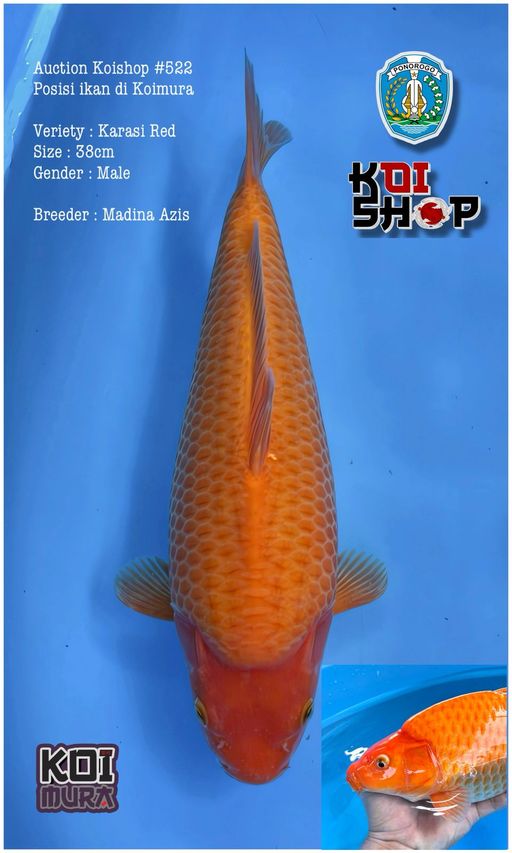 Lelang Koi Online, Jual Beli Ikan Koi, Pusat Jual Beli Koi, Info Lelang Koi Hari Ini, Platform Jual Beli Koi, Jual Beli Ikan Koi Online, Marketplace Ikan Koi, Jual Koi Terbaik, Tempat Beli Koi Berkualitas, Pasar Ikan Koi Online Terpercaya, Penjual Ikan Koi Terpercaya, Beli Koi Hias Online, Ikan Koi untuk Dijual, Koi Kualitas Terbaik, Toko Online Ikan Koi, Koi Hias Untuk Dijual, Jual Beli Ikan Koi Lokal, Koi Indonesia Online, Pusat Jual Beli Koi Terbesar