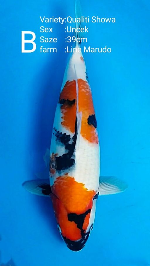 Lelang Koi Online, Jual Beli Ikan Koi, Pusat Jual Beli Koi, Info Lelang Koi Hari Ini, Platform Jual Beli Koi, Jual Beli Ikan Koi Online, Marketplace Ikan Koi, Jual Koi Terbaik, Tempat Beli Koi Berkualitas, Pasar Ikan Koi Online Terpercaya, Penjual Ikan Koi Terpercaya, Beli Koi Hias Online, Ikan Koi untuk Dijual, Koi Kualitas Terbaik, Toko Online Ikan Koi, Koi Hias Untuk Dijual, Jual Beli Ikan Koi Lokal, Koi Indonesia Online, Pusat Jual Beli Koi Terbesar
