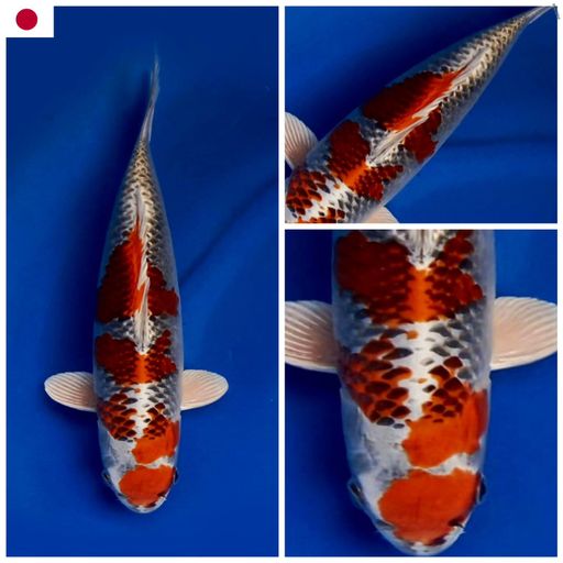 Lelang Koi Online, Jual Beli Ikan Koi, Pusat Jual Beli Koi, Info Lelang Koi Hari Ini, Platform Jual Beli Koi, Jual Beli Ikan Koi Online, Marketplace Ikan Koi, Jual Koi Terbaik, Tempat Beli Koi Berkualitas, Pasar Ikan Koi Online Terpercaya, Penjual Ikan Koi Terpercaya, Beli Koi Hias Online, Ikan Koi untuk Dijual, Koi Kualitas Terbaik, Toko Online Ikan Koi, Koi Hias Untuk Dijual, Jual Beli Ikan Koi Lokal, Koi Indonesia Online, Pusat Jual Beli Koi Terbesar