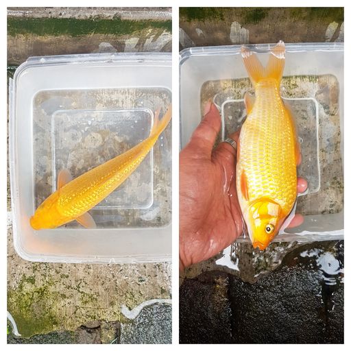 Lelang Koi Online, Jual Beli Ikan Koi, Pusat Jual Beli Koi, Info Lelang Koi Hari Ini, Platform Jual Beli Koi, Jual Beli Ikan Koi Online, Marketplace Ikan Koi, Jual Koi Terbaik, Tempat Beli Koi Berkualitas, Pasar Ikan Koi Online Terpercaya, Penjual Ikan Koi Terpercaya, Beli Koi Hias Online, Ikan Koi untuk Dijual, Koi Kualitas Terbaik, Toko Online Ikan Koi, Koi Hias Untuk Dijual, Jual Beli Ikan Koi Lokal, Koi Indonesia Online, Pusat Jual Beli Koi Terbesar