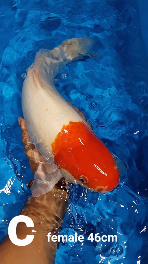 Lelang Koi Online, Jual Beli Ikan Koi, Pusat Jual Beli Koi, Info Lelang Koi Hari Ini, Platform Jual Beli Koi, Jual Beli Ikan Koi Online, Marketplace Ikan Koi, Jual Koi Terbaik, Tempat Beli Koi Berkualitas, Pasar Ikan Koi Online Terpercaya, Penjual Ikan Koi Terpercaya, Beli Koi Hias Online, Ikan Koi untuk Dijual, Koi Kualitas Terbaik, Toko Online Ikan Koi, Koi Hias Untuk Dijual, Jual Beli Ikan Koi Lokal, Koi Indonesia Online, Pusat Jual Beli Koi Terbesar