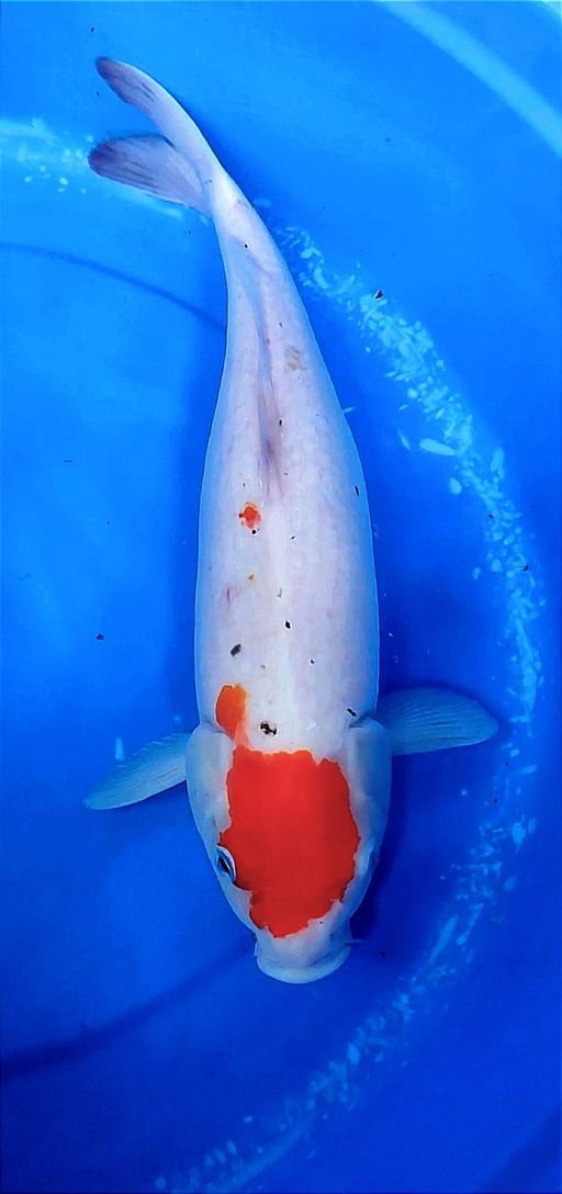 Lelang Koi Online, Jual Beli Ikan Koi, Pusat Jual Beli Koi, Info Lelang Koi Hari Ini, Platform Jual Beli Koi, Jual Beli Ikan Koi Online, Marketplace Ikan Koi, Jual Koi Terbaik, Tempat Beli Koi Berkualitas, Pasar Ikan Koi Online Terpercaya, Penjual Ikan Koi Terpercaya, Beli Koi Hias Online, Ikan Koi untuk Dijual, Koi Kualitas Terbaik, Toko Online Ikan Koi, Koi Hias Untuk Dijual, Jual Beli Ikan Koi Lokal, Koi Indonesia Online, Pusat Jual Beli Koi Terbesar