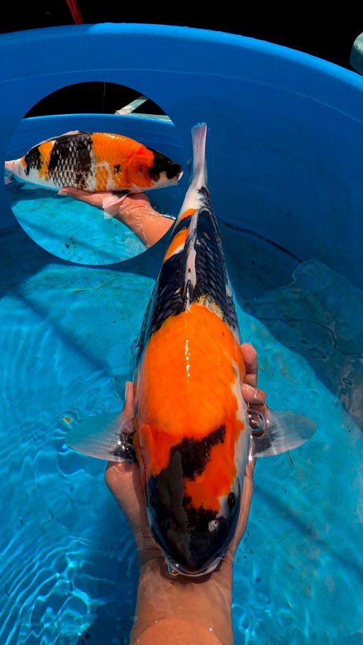 Lelang Koi Online, Jual Beli Ikan Koi, Pusat Jual Beli Koi, Info Lelang Koi Hari Ini, Platform Jual Beli Koi, Jual Beli Ikan Koi Online, Marketplace Ikan Koi, Jual Koi Terbaik, Tempat Beli Koi Berkualitas, Pasar Ikan Koi Online Terpercaya, Penjual Ikan Koi Terpercaya, Beli Koi Hias Online, Ikan Koi untuk Dijual, Koi Kualitas Terbaik, Toko Online Ikan Koi, Koi Hias Untuk Dijual, Jual Beli Ikan Koi Lokal, Koi Indonesia Online, Pusat Jual Beli Koi Terbesar