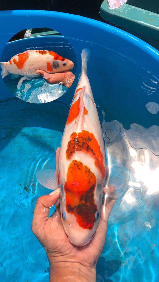 Lelang Koi Online, Jual Beli Ikan Koi, Pusat Jual Beli Koi, Info Lelang Koi Hari Ini, Platform Jual Beli Koi, Jual Beli Ikan Koi Online, Marketplace Ikan Koi, Jual Koi Terbaik, Tempat Beli Koi Berkualitas, Pasar Ikan Koi Online Terpercaya, Penjual Ikan Koi Terpercaya, Beli Koi Hias Online, Ikan Koi untuk Dijual, Koi Kualitas Terbaik, Toko Online Ikan Koi, Koi Hias Untuk Dijual, Jual Beli Ikan Koi Lokal, Koi Indonesia Online, Pusat Jual Beli Koi Terbesar