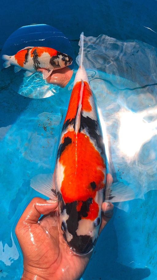 Lelang Koi Online, Jual Beli Ikan Koi, Pusat Jual Beli Koi, Info Lelang Koi Hari Ini, Platform Jual Beli Koi, Jual Beli Ikan Koi Online, Marketplace Ikan Koi, Jual Koi Terbaik, Tempat Beli Koi Berkualitas, Pasar Ikan Koi Online Terpercaya, Penjual Ikan Koi Terpercaya, Beli Koi Hias Online, Ikan Koi untuk Dijual, Koi Kualitas Terbaik, Toko Online Ikan Koi, Koi Hias Untuk Dijual, Jual Beli Ikan Koi Lokal, Koi Indonesia Online, Pusat Jual Beli Koi Terbesar