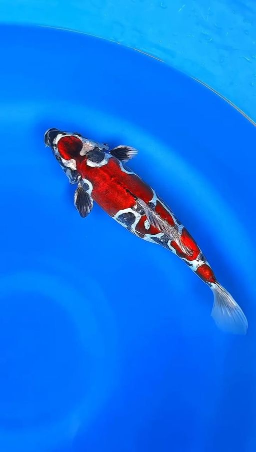 Lelang Koi Online, Jual Beli Ikan Koi, Pusat Jual Beli Koi, Info Lelang Koi Hari Ini, Platform Jual Beli Koi, Jual Beli Ikan Koi Online, Marketplace Ikan Koi, Jual Koi Terbaik, Tempat Beli Koi Berkualitas, Pasar Ikan Koi Online Terpercaya, Penjual Ikan Koi Terpercaya, Beli Koi Hias Online, Ikan Koi untuk Dijual, Koi Kualitas Terbaik, Toko Online Ikan Koi, Koi Hias Untuk Dijual, Jual Beli Ikan Koi Lokal, Koi Indonesia Online, Pusat Jual Beli Koi Terbesar