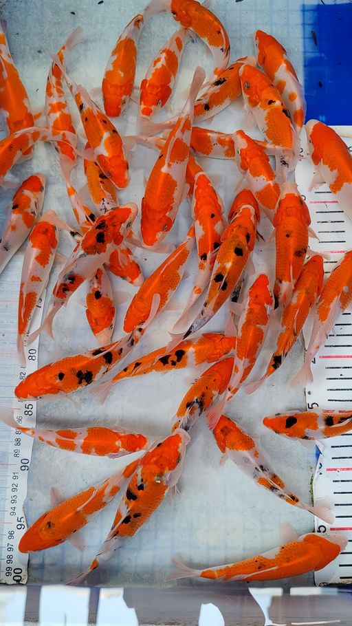 Lelang Koi Online, Jual Beli Ikan Koi, Pusat Jual Beli Koi, Info Lelang Koi Hari Ini, Platform Jual Beli Koi, Jual Beli Ikan Koi Online, Marketplace Ikan Koi, Jual Koi Terbaik, Tempat Beli Koi Berkualitas, Pasar Ikan Koi Online Terpercaya, Penjual Ikan Koi Terpercaya, Beli Koi Hias Online, Ikan Koi untuk Dijual, Koi Kualitas Terbaik, Toko Online Ikan Koi, Koi Hias Untuk Dijual, Jual Beli Ikan Koi Lokal, Koi Indonesia Online, Pusat Jual Beli Koi Terbesar