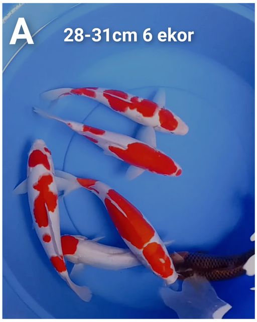 Lelang Koi Online, Jual Beli Ikan Koi, Pusat Jual Beli Koi, Info Lelang Koi Hari Ini, Platform Jual Beli Koi, Jual Beli Ikan Koi Online, Marketplace Ikan Koi, Jual Koi Terbaik, Tempat Beli Koi Berkualitas, Pasar Ikan Koi Online Terpercaya, Penjual Ikan Koi Terpercaya, Beli Koi Hias Online, Ikan Koi untuk Dijual, Koi Kualitas Terbaik, Toko Online Ikan Koi, Koi Hias Untuk Dijual, Jual Beli Ikan Koi Lokal, Koi Indonesia Online, Pusat Jual Beli Koi Terbesar