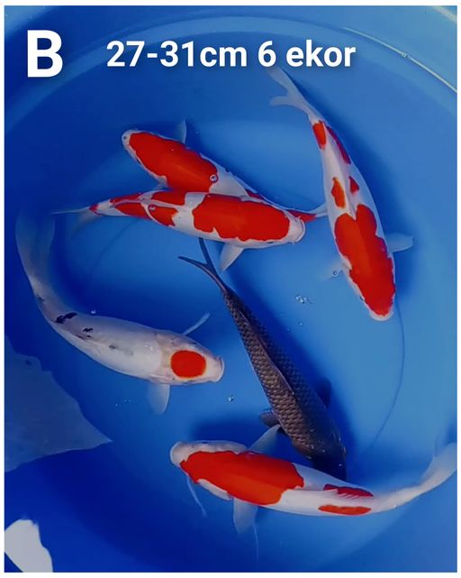 Lelang Koi Online, Jual Beli Ikan Koi, Pusat Jual Beli Koi, Info Lelang Koi Hari Ini, Platform Jual Beli Koi, Jual Beli Ikan Koi Online, Marketplace Ikan Koi, Jual Koi Terbaik, Tempat Beli Koi Berkualitas, Pasar Ikan Koi Online Terpercaya, Penjual Ikan Koi Terpercaya, Beli Koi Hias Online, Ikan Koi untuk Dijual, Koi Kualitas Terbaik, Toko Online Ikan Koi, Koi Hias Untuk Dijual, Jual Beli Ikan Koi Lokal, Koi Indonesia Online, Pusat Jual Beli Koi Terbesar