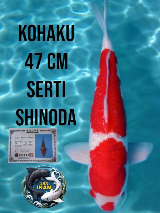 Lelang Koi Online, Jual Beli Ikan Koi, Pusat Jual Beli Koi, Info Lelang Koi Hari Ini, Platform Jual Beli Koi, Jual Beli Ikan Koi Online, Marketplace Ikan Koi, Jual Koi Terbaik, Tempat Beli Koi Berkualitas, Pasar Ikan Koi Online Terpercaya, Penjual Ikan Koi Terpercaya, Beli Koi Hias Online, Ikan Koi untuk Dijual, Koi Kualitas Terbaik, Toko Online Ikan Koi, Koi Hias Untuk Dijual, Jual Beli Ikan Koi Lokal, Koi Indonesia Online, Pusat Jual Beli Koi Terbesar