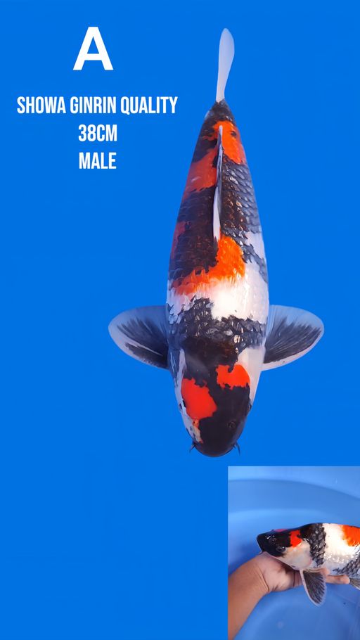 Lelang Koi Online, Jual Beli Ikan Koi, Pusat Jual Beli Koi, Info Lelang Koi Hari Ini, Platform Jual Beli Koi, Jual Beli Ikan Koi Online, Marketplace Ikan Koi, Jual Koi Terbaik, Tempat Beli Koi Berkualitas, Pasar Ikan Koi Online Terpercaya, Penjual Ikan Koi Terpercaya, Beli Koi Hias Online, Ikan Koi untuk Dijual, Koi Kualitas Terbaik, Toko Online Ikan Koi, Koi Hias Untuk Dijual, Jual Beli Ikan Koi Lokal, Koi Indonesia Online, Pusat Jual Beli Koi Terbesar