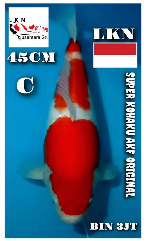 Lelang Koi Online, Jual Beli Ikan Koi, Pusat Jual Beli Koi, Info Lelang Koi Hari Ini, Platform Jual Beli Koi, Jual Beli Ikan Koi Online, Marketplace Ikan Koi, Jual Koi Terbaik, Tempat Beli Koi Berkualitas, Pasar Ikan Koi Online Terpercaya, Penjual Ikan Koi Terpercaya, Beli Koi Hias Online, Ikan Koi untuk Dijual, Koi Kualitas Terbaik, Toko Online Ikan Koi, Koi Hias Untuk Dijual, Jual Beli Ikan Koi Lokal, Koi Indonesia Online, Pusat Jual Beli Koi Terbesar