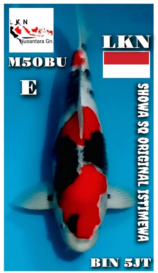 Lelang Koi Online, Jual Beli Ikan Koi, Pusat Jual Beli Koi, Info Lelang Koi Hari Ini, Platform Jual Beli Koi, Jual Beli Ikan Koi Online, Marketplace Ikan Koi, Jual Koi Terbaik, Tempat Beli Koi Berkualitas, Pasar Ikan Koi Online Terpercaya, Penjual Ikan Koi Terpercaya, Beli Koi Hias Online, Ikan Koi untuk Dijual, Koi Kualitas Terbaik, Toko Online Ikan Koi, Koi Hias Untuk Dijual, Jual Beli Ikan Koi Lokal, Koi Indonesia Online, Pusat Jual Beli Koi Terbesar