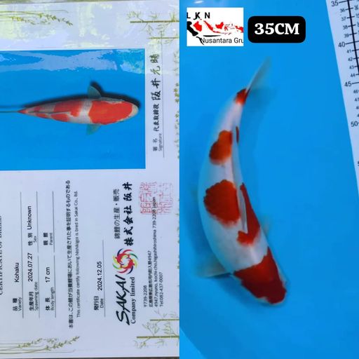 Lelang Koi Online, Jual Beli Ikan Koi, Pusat Jual Beli Koi, Info Lelang Koi Hari Ini, Platform Jual Beli Koi, Jual Beli Ikan Koi Online, Marketplace Ikan Koi, Jual Koi Terbaik, Tempat Beli Koi Berkualitas, Pasar Ikan Koi Online Terpercaya, Penjual Ikan Koi Terpercaya, Beli Koi Hias Online, Ikan Koi untuk Dijual, Koi Kualitas Terbaik, Toko Online Ikan Koi, Koi Hias Untuk Dijual, Jual Beli Ikan Koi Lokal, Koi Indonesia Online, Pusat Jual Beli Koi Terbesar