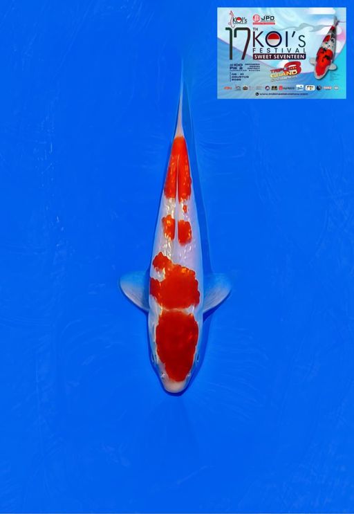 Lelang Koi Online, Jual Beli Ikan Koi, Pusat Jual Beli Koi, Info Lelang Koi Hari Ini, Platform Jual Beli Koi, Jual Beli Ikan Koi Online, Marketplace Ikan Koi, Jual Koi Terbaik, Tempat Beli Koi Berkualitas, Pasar Ikan Koi Online Terpercaya, Penjual Ikan Koi Terpercaya, Beli Koi Hias Online, Ikan Koi untuk Dijual, Koi Kualitas Terbaik, Toko Online Ikan Koi, Koi Hias Untuk Dijual, Jual Beli Ikan Koi Lokal, Koi Indonesia Online, Pusat Jual Beli Koi Terbesar