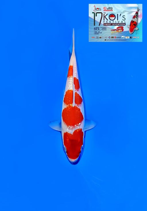 Lelang Koi Online, Jual Beli Ikan Koi, Pusat Jual Beli Koi, Info Lelang Koi Hari Ini, Platform Jual Beli Koi, Jual Beli Ikan Koi Online, Marketplace Ikan Koi, Jual Koi Terbaik, Tempat Beli Koi Berkualitas, Pasar Ikan Koi Online Terpercaya, Penjual Ikan Koi Terpercaya, Beli Koi Hias Online, Ikan Koi untuk Dijual, Koi Kualitas Terbaik, Toko Online Ikan Koi, Koi Hias Untuk Dijual, Jual Beli Ikan Koi Lokal, Koi Indonesia Online, Pusat Jual Beli Koi Terbesar