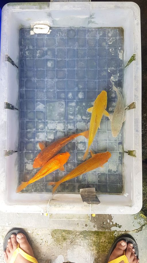 Lelang Koi Online, Jual Beli Ikan Koi, Pusat Jual Beli Koi, Info Lelang Koi Hari Ini, Platform Jual Beli Koi, Jual Beli Ikan Koi Online, Marketplace Ikan Koi, Jual Koi Terbaik, Tempat Beli Koi Berkualitas, Pasar Ikan Koi Online Terpercaya, Penjual Ikan Koi Terpercaya, Beli Koi Hias Online, Ikan Koi untuk Dijual, Koi Kualitas Terbaik, Toko Online Ikan Koi, Koi Hias Untuk Dijual, Jual Beli Ikan Koi Lokal, Koi Indonesia Online, Pusat Jual Beli Koi Terbesar