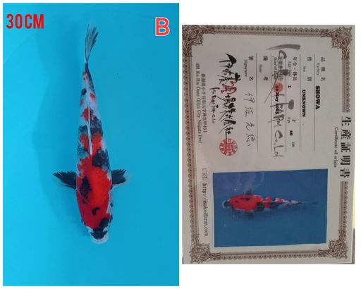 Lelang Koi Online, Jual Beli Ikan Koi, Pusat Jual Beli Koi, Info Lelang Koi Hari Ini, Platform Jual Beli Koi, Jual Beli Ikan Koi Online, Marketplace Ikan Koi, Jual Koi Terbaik, Tempat Beli Koi Berkualitas, Pasar Ikan Koi Online Terpercaya, Penjual Ikan Koi Terpercaya, Beli Koi Hias Online, Ikan Koi untuk Dijual, Koi Kualitas Terbaik, Toko Online Ikan Koi, Koi Hias Untuk Dijual, Jual Beli Ikan Koi Lokal, Koi Indonesia Online, Pusat Jual Beli Koi Terbesar