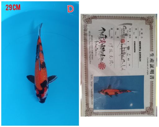 Lelang Koi Online, Jual Beli Ikan Koi, Pusat Jual Beli Koi, Info Lelang Koi Hari Ini, Platform Jual Beli Koi, Jual Beli Ikan Koi Online, Marketplace Ikan Koi, Jual Koi Terbaik, Tempat Beli Koi Berkualitas, Pasar Ikan Koi Online Terpercaya, Penjual Ikan Koi Terpercaya, Beli Koi Hias Online, Ikan Koi untuk Dijual, Koi Kualitas Terbaik, Toko Online Ikan Koi, Koi Hias Untuk Dijual, Jual Beli Ikan Koi Lokal, Koi Indonesia Online, Pusat Jual Beli Koi Terbesar