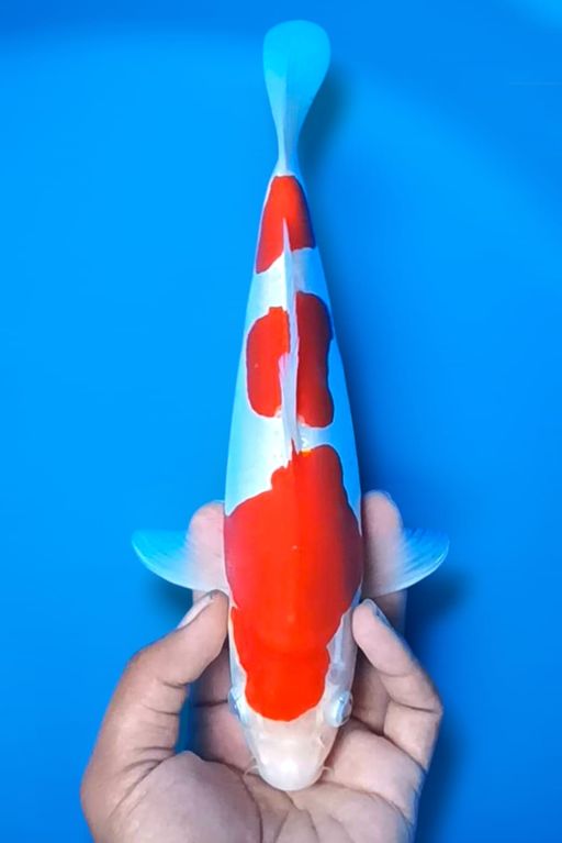 Lelang Koi Online, Jual Beli Ikan Koi, Pusat Jual Beli Koi, Info Lelang Koi Hari Ini, Platform Jual Beli Koi, Jual Beli Ikan Koi Online, Marketplace Ikan Koi, Jual Koi Terbaik, Tempat Beli Koi Berkualitas, Pasar Ikan Koi Online Terpercaya, Penjual Ikan Koi Terpercaya, Beli Koi Hias Online, Ikan Koi untuk Dijual, Koi Kualitas Terbaik, Toko Online Ikan Koi, Koi Hias Untuk Dijual, Jual Beli Ikan Koi Lokal, Koi Indonesia Online, Pusat Jual Beli Koi Terbesar