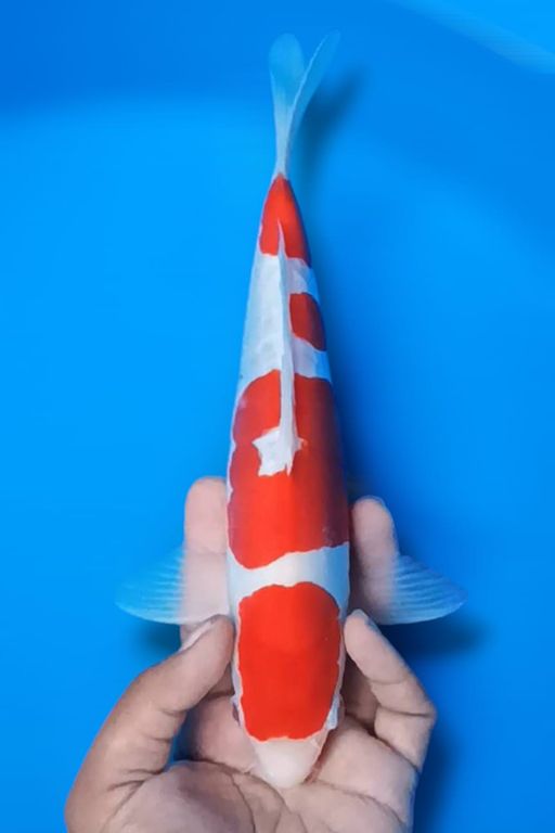 Lelang Koi Online, Jual Beli Ikan Koi, Pusat Jual Beli Koi, Info Lelang Koi Hari Ini, Platform Jual Beli Koi, Jual Beli Ikan Koi Online, Marketplace Ikan Koi, Jual Koi Terbaik, Tempat Beli Koi Berkualitas, Pasar Ikan Koi Online Terpercaya, Penjual Ikan Koi Terpercaya, Beli Koi Hias Online, Ikan Koi untuk Dijual, Koi Kualitas Terbaik, Toko Online Ikan Koi, Koi Hias Untuk Dijual, Jual Beli Ikan Koi Lokal, Koi Indonesia Online, Pusat Jual Beli Koi Terbesar