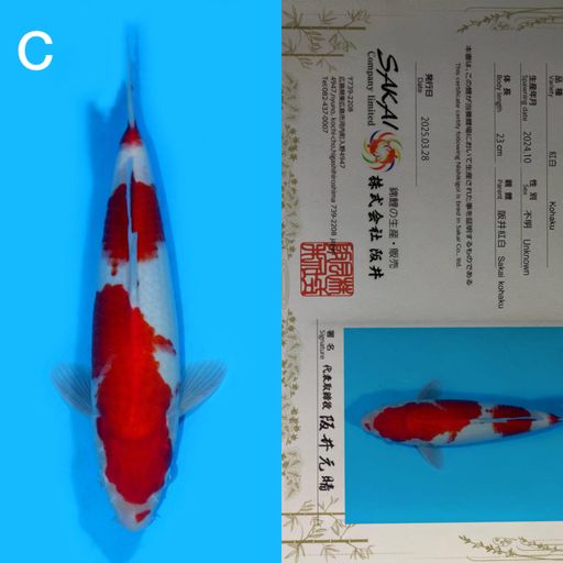 Lelang Koi Online, Jual Beli Ikan Koi, Pusat Jual Beli Koi, Info Lelang Koi Hari Ini, Platform Jual Beli Koi, Jual Beli Ikan Koi Online, Marketplace Ikan Koi, Jual Koi Terbaik, Tempat Beli Koi Berkualitas, Pasar Ikan Koi Online Terpercaya, Penjual Ikan Koi Terpercaya, Beli Koi Hias Online, Ikan Koi untuk Dijual, Koi Kualitas Terbaik, Toko Online Ikan Koi, Koi Hias Untuk Dijual, Jual Beli Ikan Koi Lokal, Koi Indonesia Online, Pusat Jual Beli Koi Terbesar